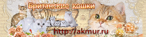 AKMUR - питомник британских кошек